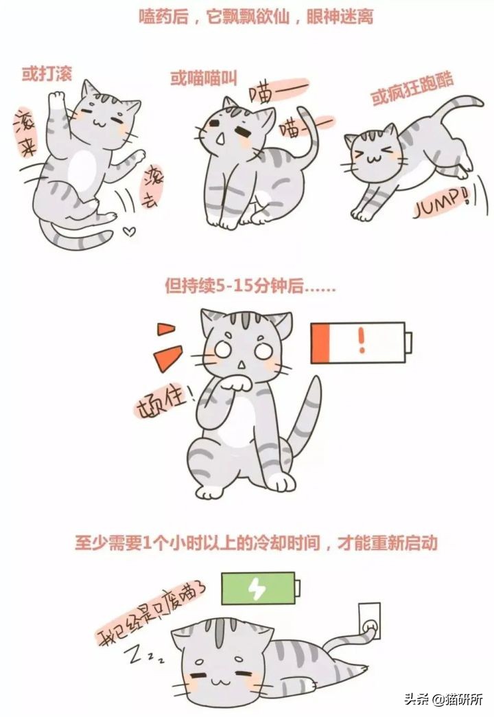 当猫咪第一次吸猫薄荷,猫咪会对薄荷过敏吗