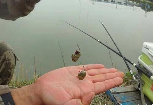 常见的鱼类习性知道怎么让它上钩
