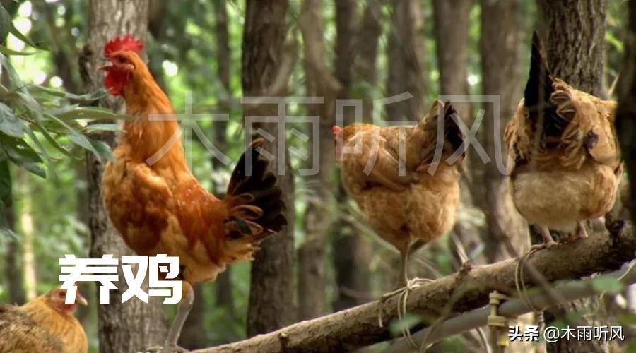 从红极一时到销声匿迹，包山头林地养鸡失败，4点没做好惹的祸？