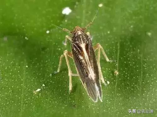 家庭防治虫害的最佳方法,自制蔬菜种植除虫小妙招