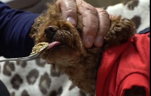 被溺爱的狗是怎么样的,老人家被小狗咬到了手怎么办