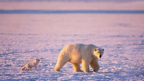 跳水你见过，跳雪你见过吗？北极狐头也太铁