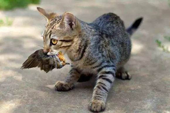 猫咪爱吃异物怎么办?如何纠正猫咪的异食症?