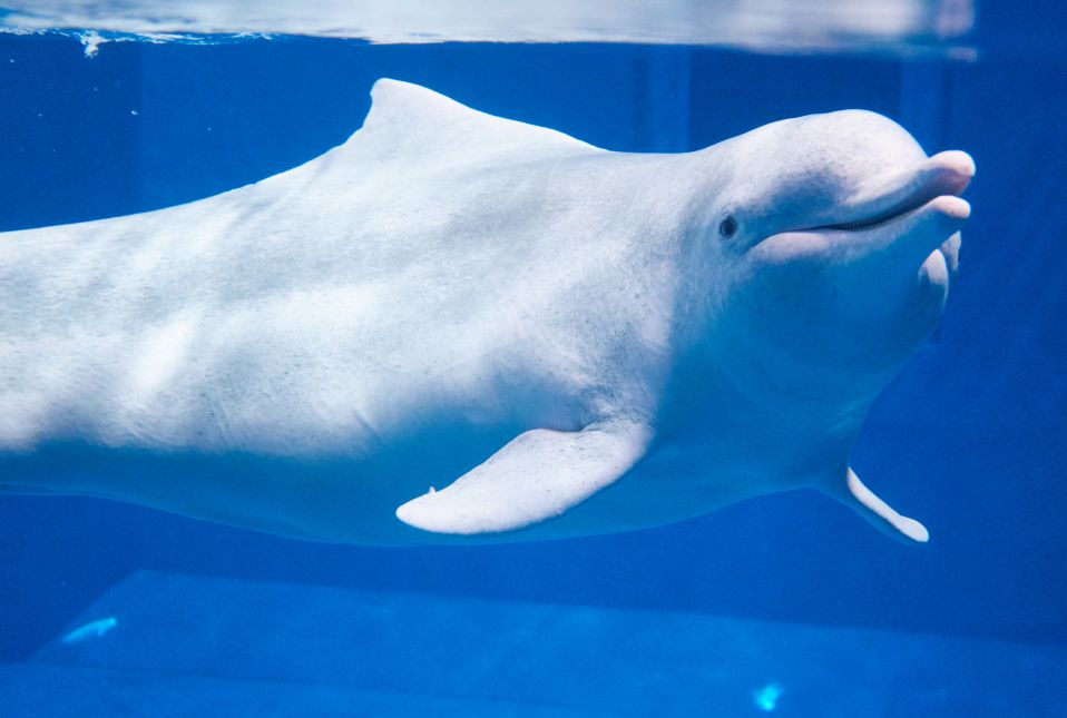 热卖爆款直降1000+，BAT大佬都在抢！双十一最好买的亲子产品是？