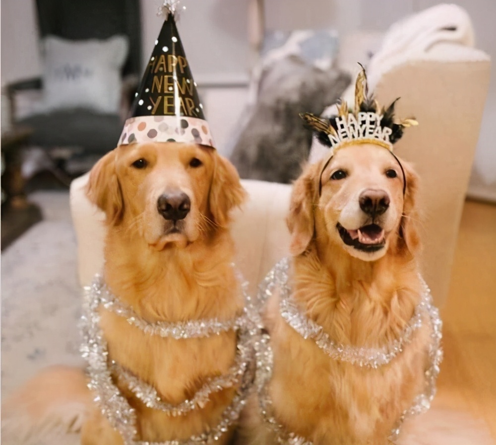 母狗比公狗矮怎么扶,母狗比公狗容易记仇