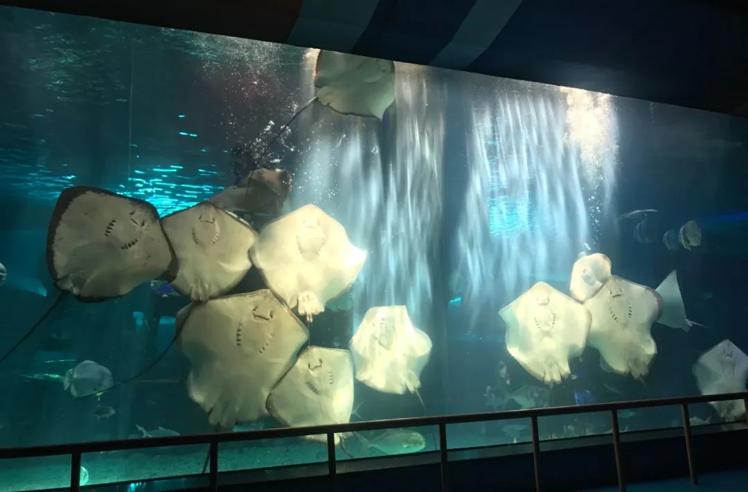 济南动物王国一日游详细攻略,济南一日游动物园