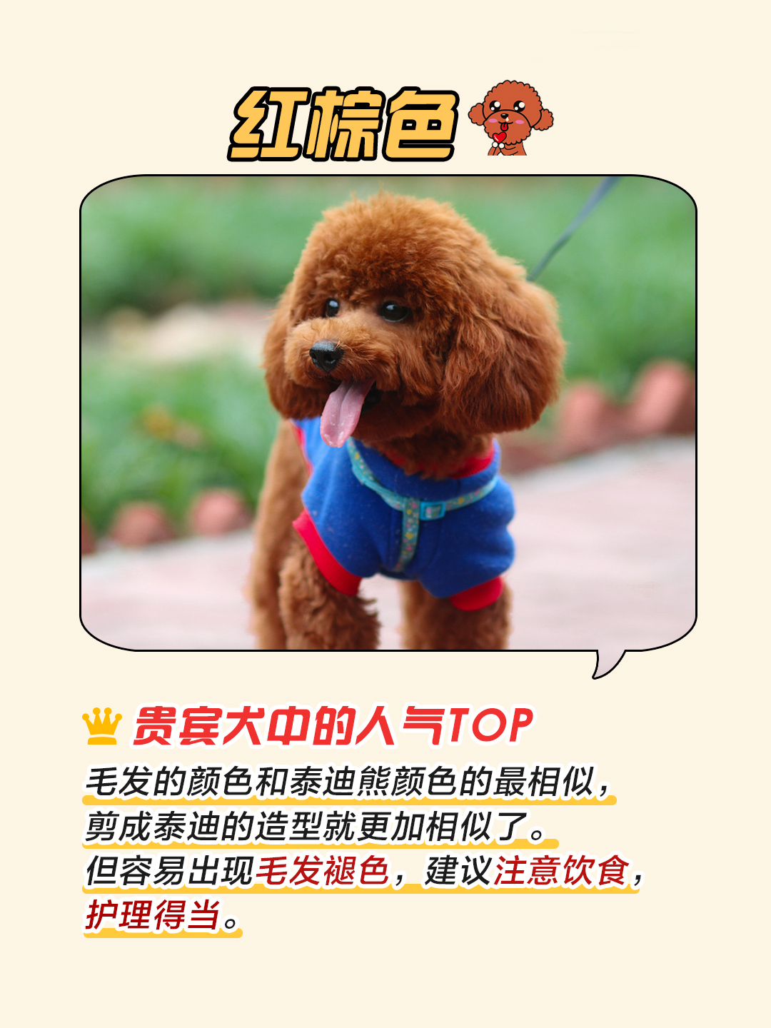 香槟色标准型贵宾犬分几种颜色,灰贵宾犬颜色变化过程