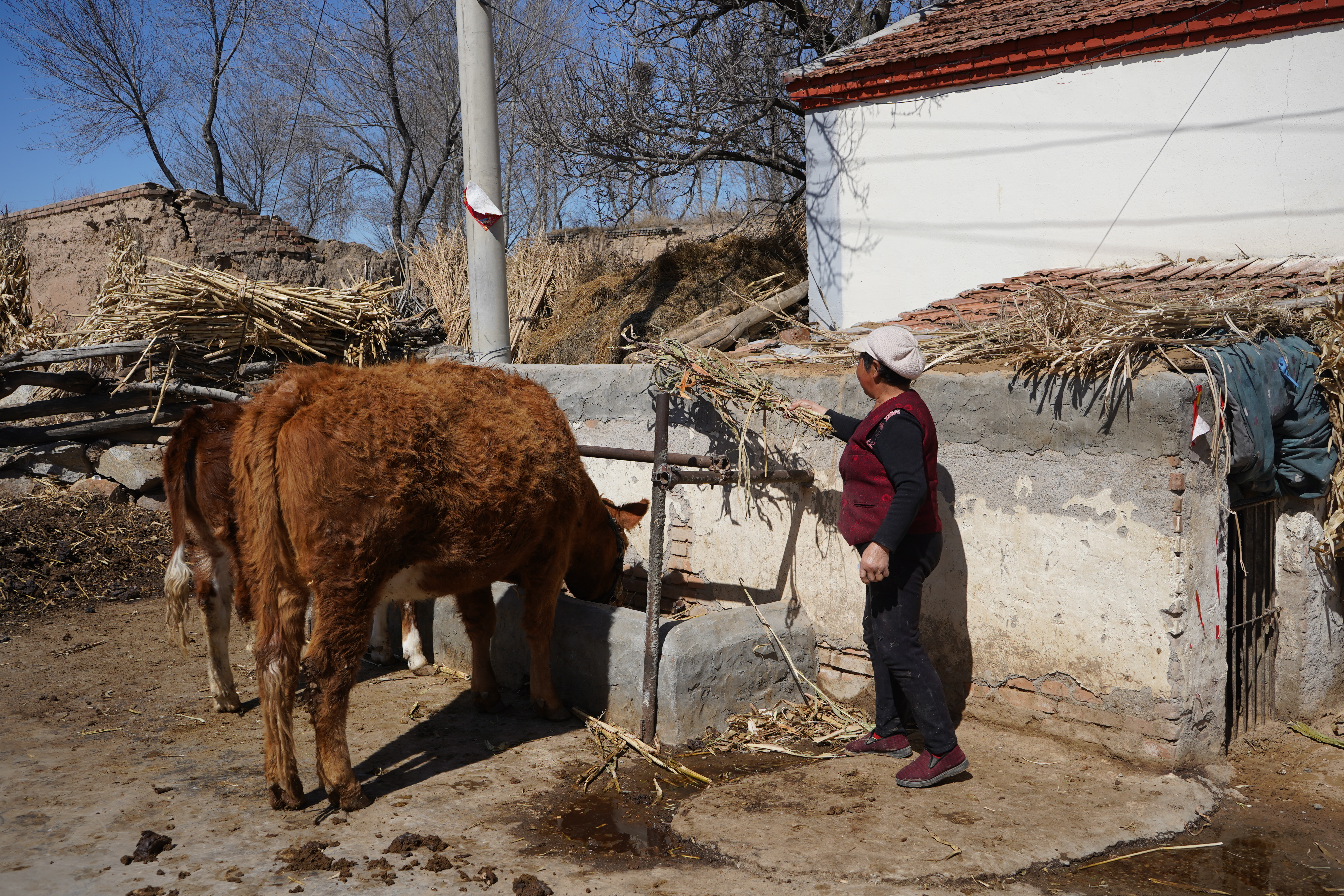 贫困户通过养牛发家致富,脱贫故事贫困户老张的养牛致富经