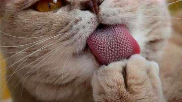 为什么雄性猫要长倒刺，在繁衍时故意刮伤雌性？这倒刺可不简单