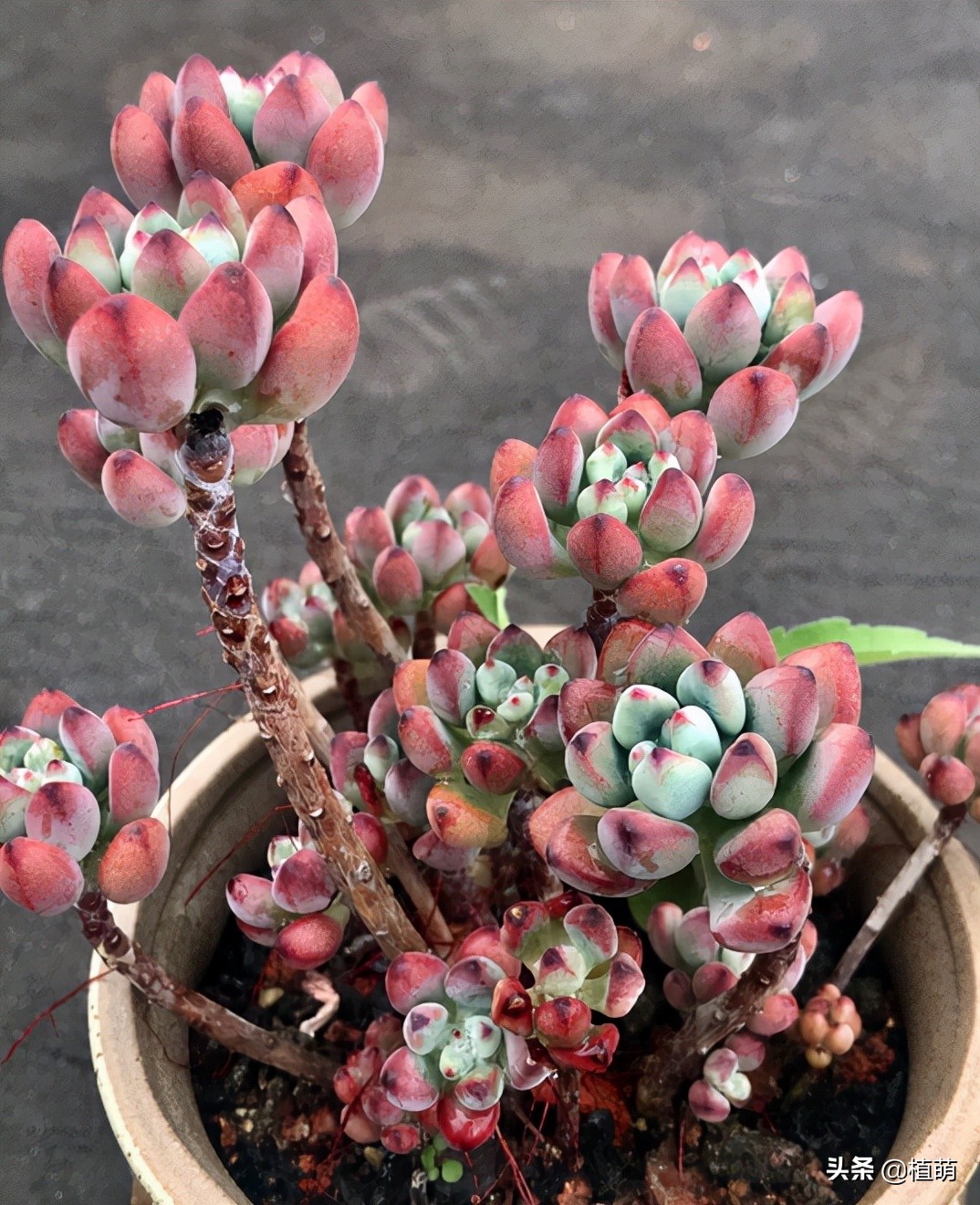 漫画汤姆徒长了怎么办,漫画汤姆出状态