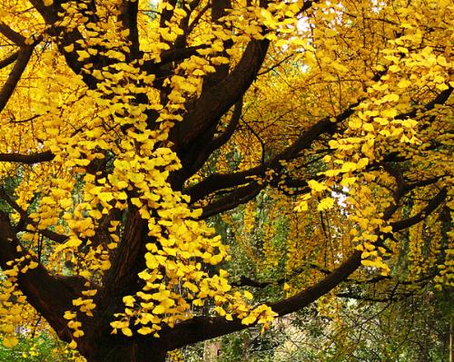 地球古老植物有哪些,地球最古老的植物