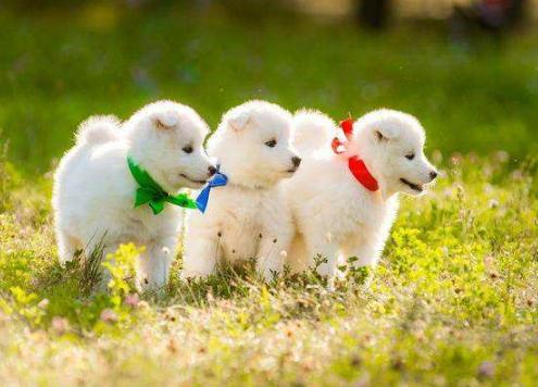 买小狗怎么避免挑到不好的狗,买狗怎么选才是好的狗呢