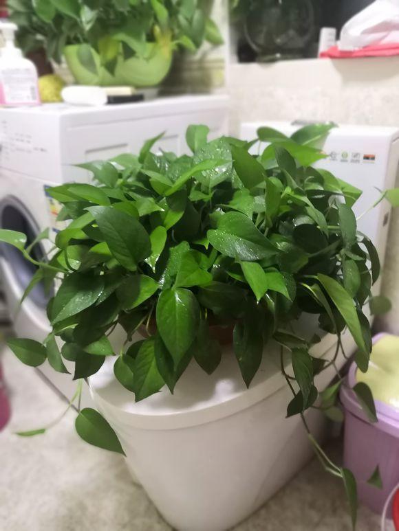 绿萝修剪是剪新枝条还是老枝条,绿萝的枝叶和根系可以修剪吗