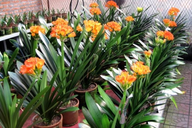 君子兰摘个果，省了买花钱，这样播种，30天生根发芽，收获100盆