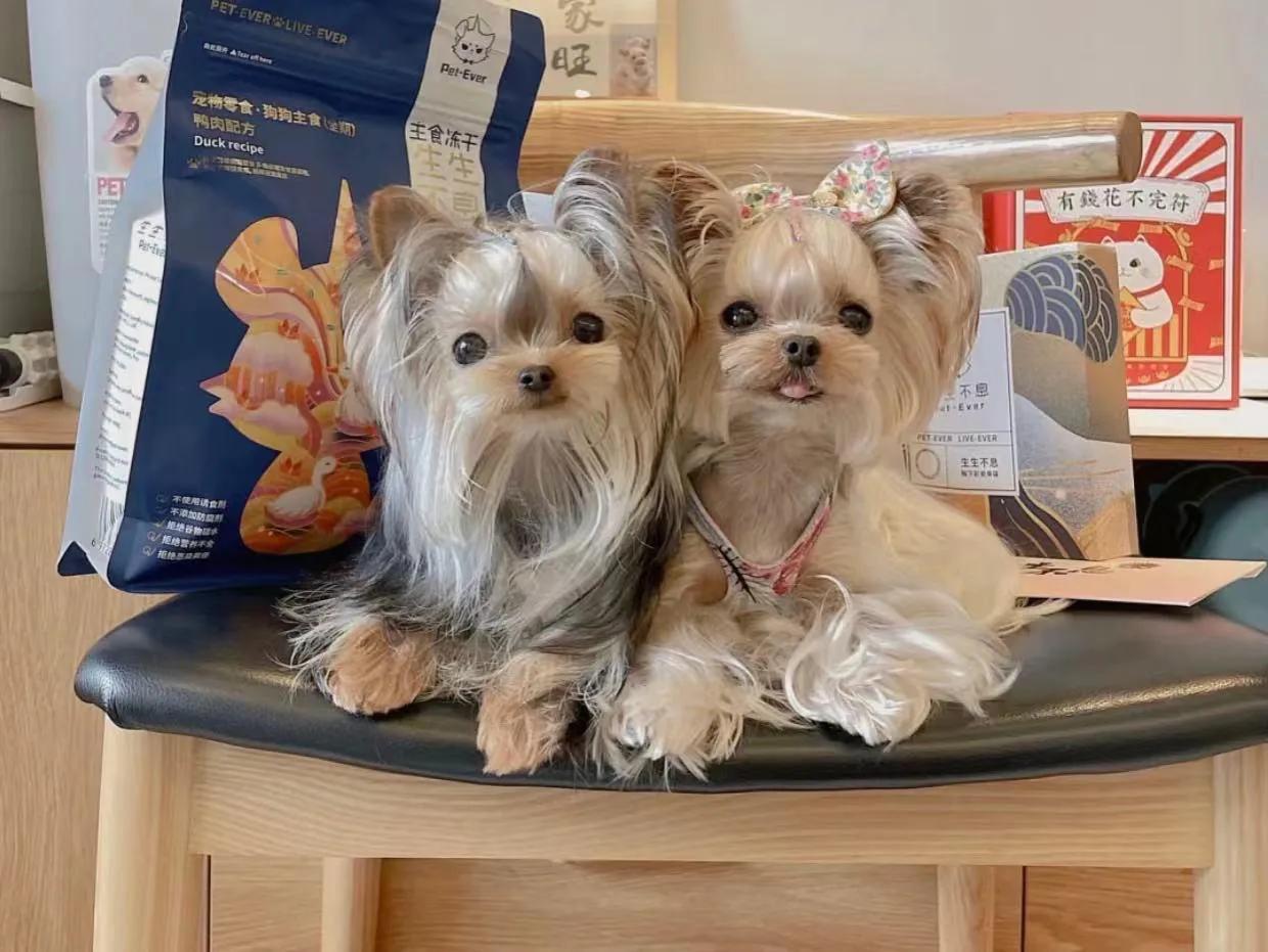 挑选约克夏犬,挑选约克夏耳位