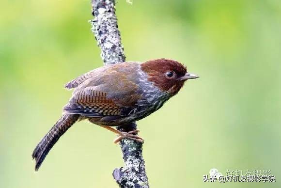 慢速拍鸟的技巧,90d拍鸟技巧