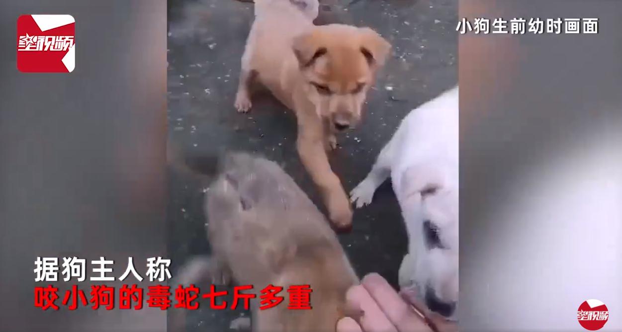 7斤重！五步蛇与狗大战，狗被咬身亡，它毒性多强，人遇到咋办？