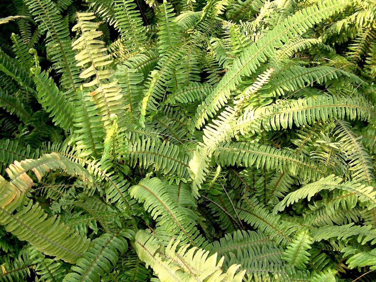 蜈蚣草可以吸收重金属吗,蜈蚣草最擅长吸收什么重金属