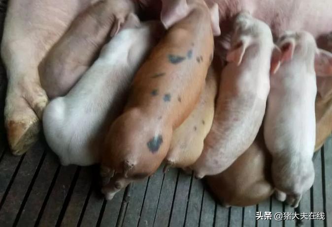 母猪产后常见问题及解决措施,产后母猪怎么饲养