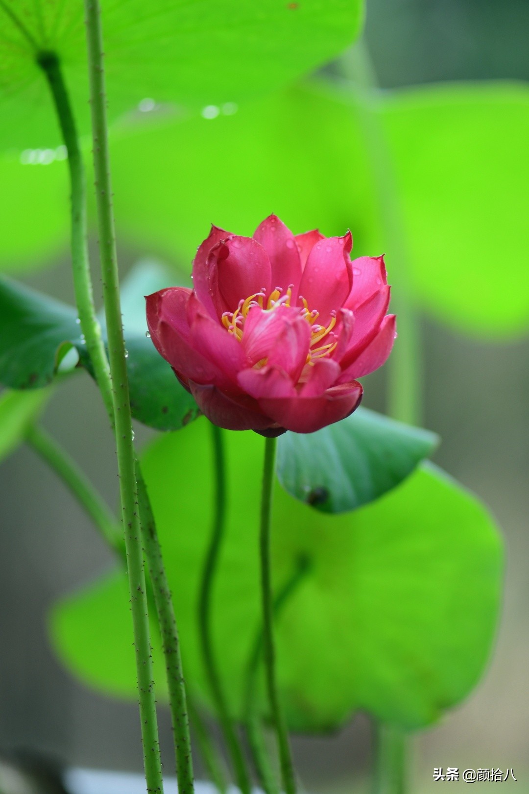 碗莲种藕生长到开花全过程,碗莲种植方法和时间图片