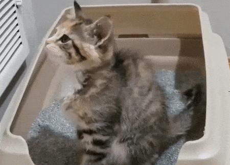 猫猫挠猫砂,猫便便之后挠猫砂盆