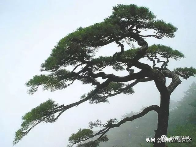 鎺㈡灊妞嶇墿,鎺㈡灊