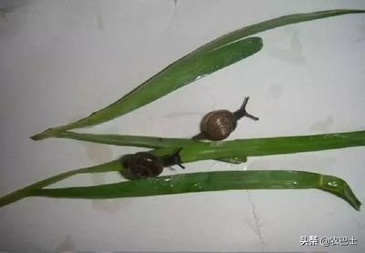 蜗牛不吃蜗牛的粮食怎么办,蜗牛是不是有26000多颗牙齿
