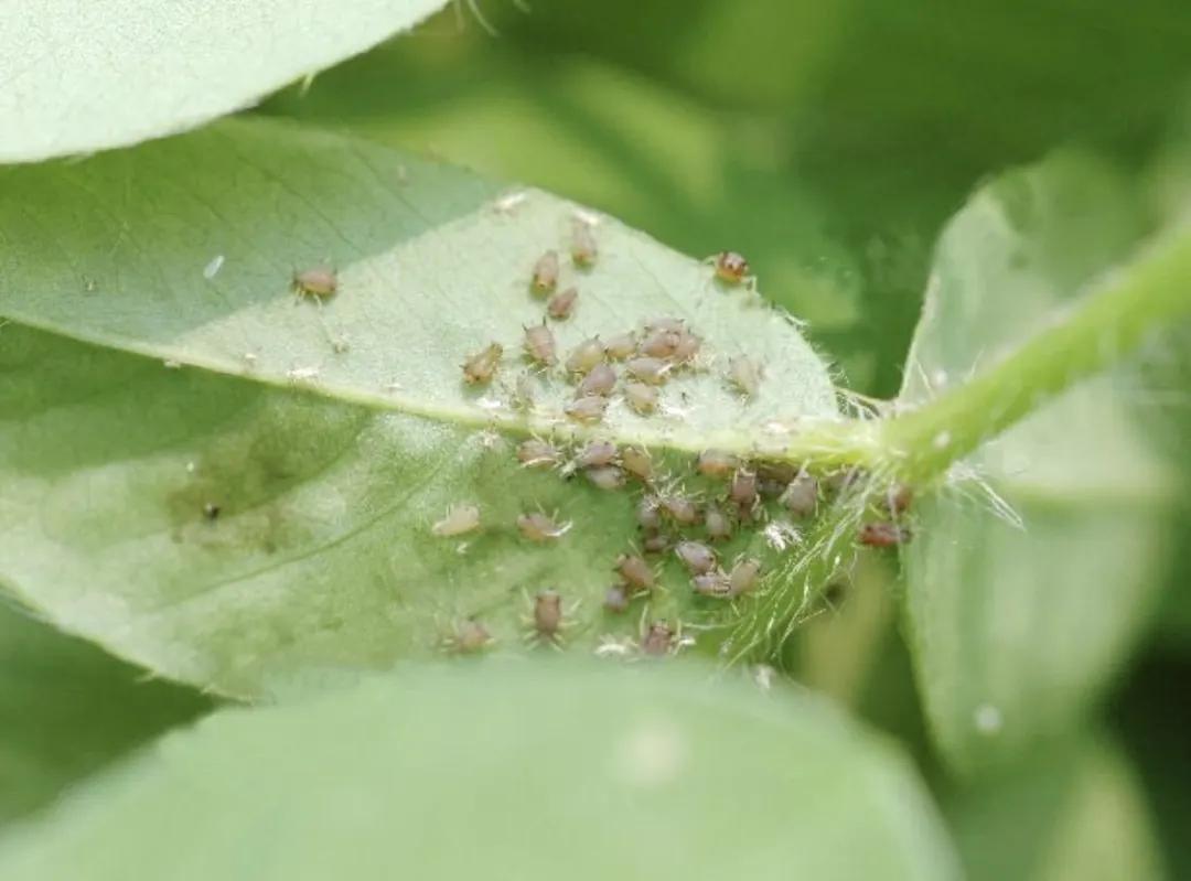 花生初花期虫害打什么药,花生虫害防治大全