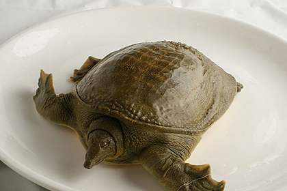 杀甲鱼煲汤正确方法,甲鱼从杀到做汤全过程