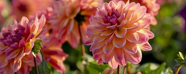 大丽花的养殖方法土壤,大丽花的养殖方法