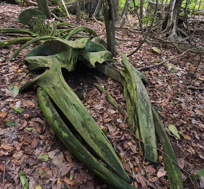 十五张罕见照片神奇而有趣的世界,世界上最有趣的30张照片