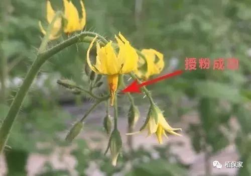 缺硼锌铁钙，这个方法一次补齐了