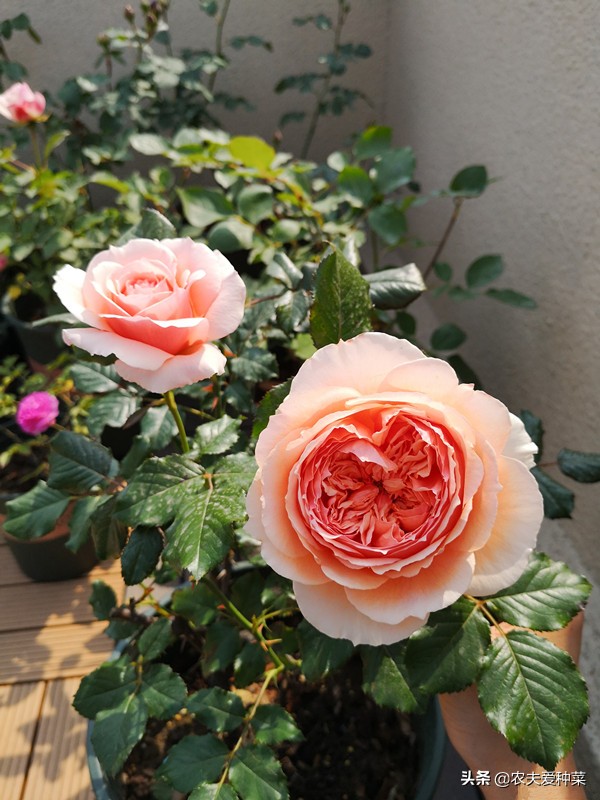 最好看的几种月季花,哪种月季花好养也好看