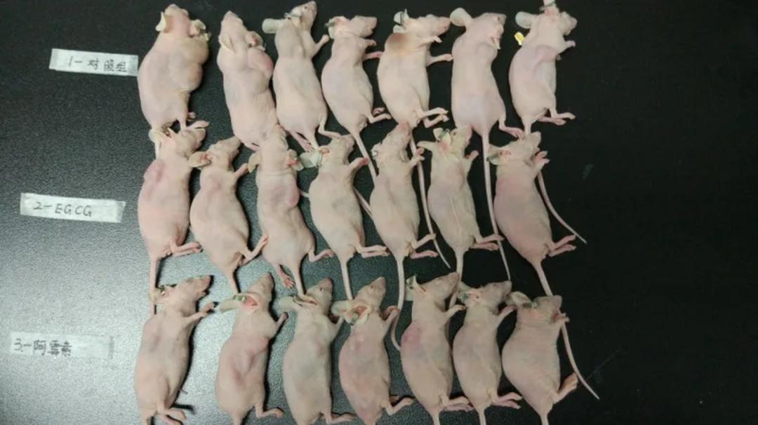 青少年科创大赛得奖,青少年科创大赛又一获奖作品