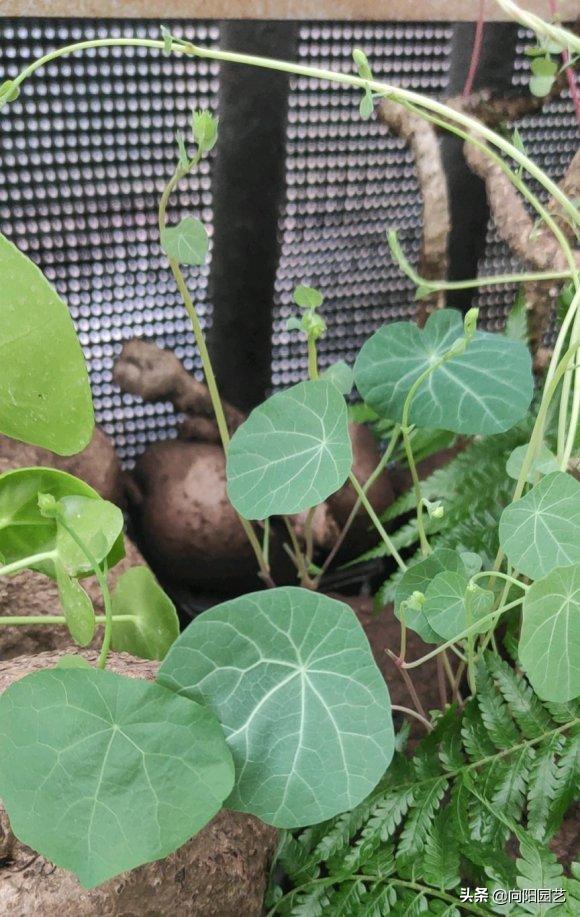 山乌龟养几年开花,养乌龟跟绿萝