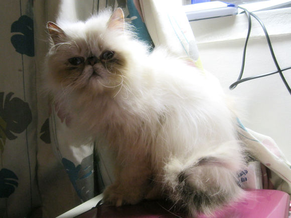 猫咪猫癣的最佳治疗方法,关于猫癣的一点经验