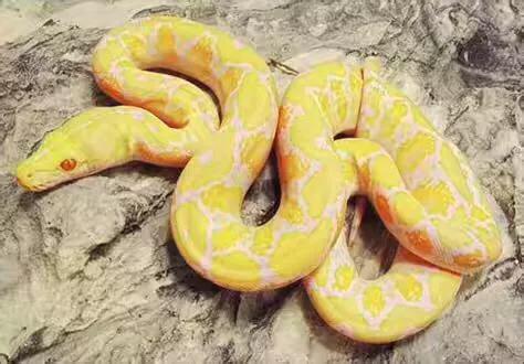 巨型超大的蟒蛇电影,巨型蟒蛇电影狂蟒之灾