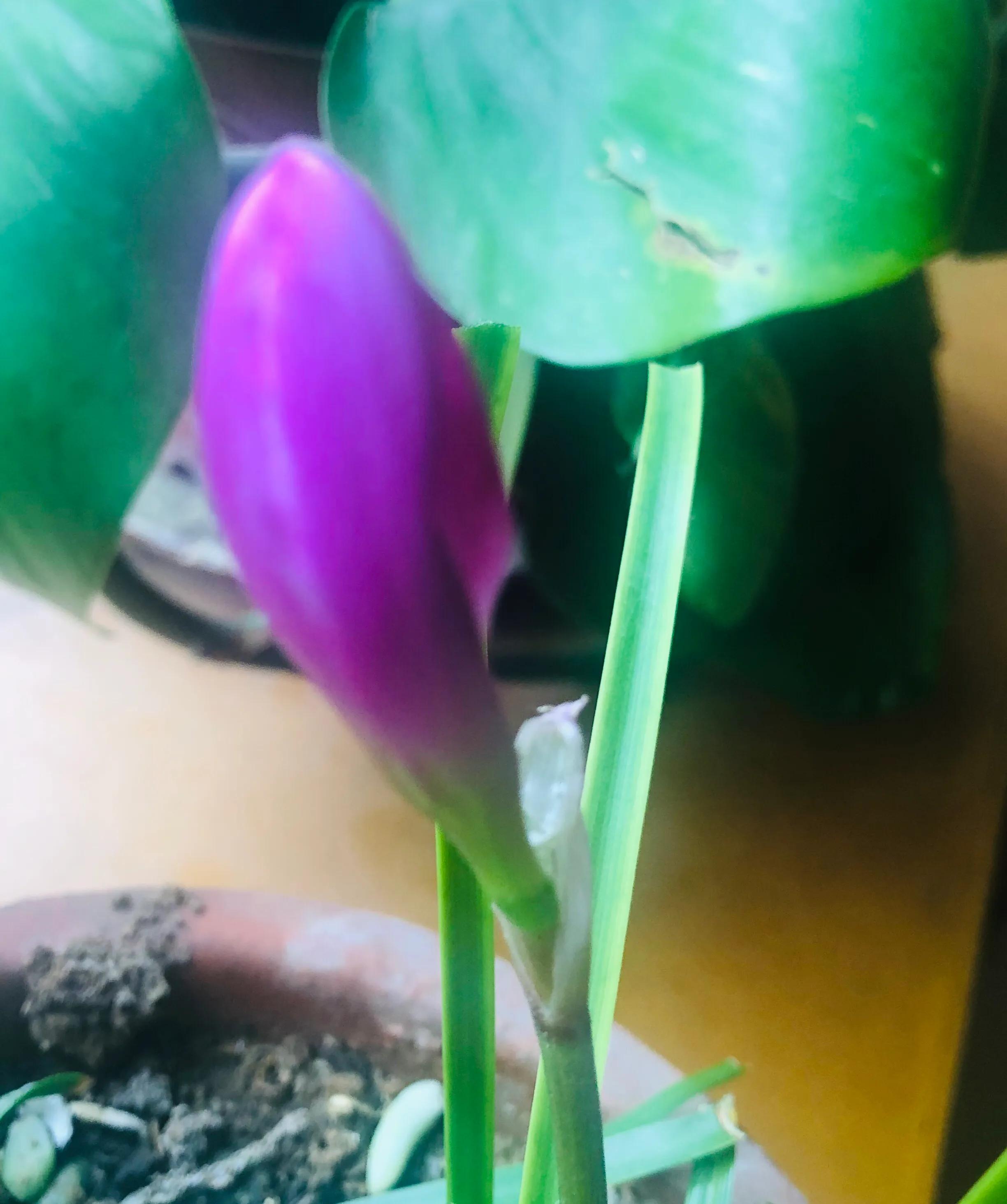 兰山絮语的作者,兰山话方言