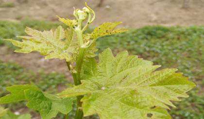 玉米蚜虫的生长过程图解,月季花生长的蚜虫如何处理