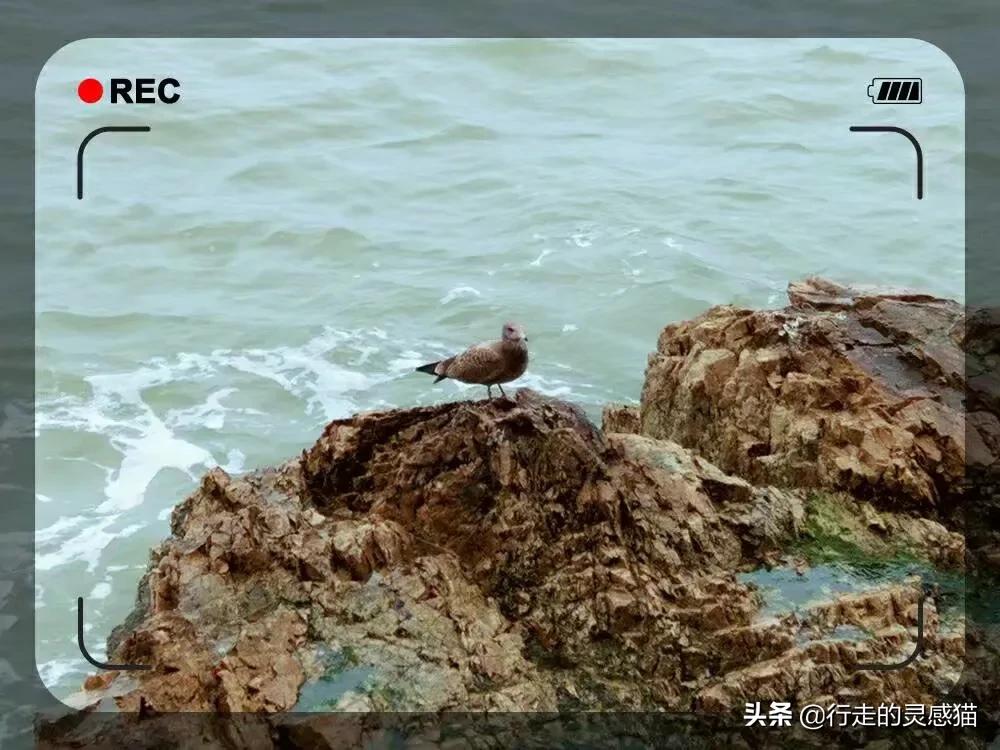 山东威海海驴岛攻略,山东海驴岛旅游攻略