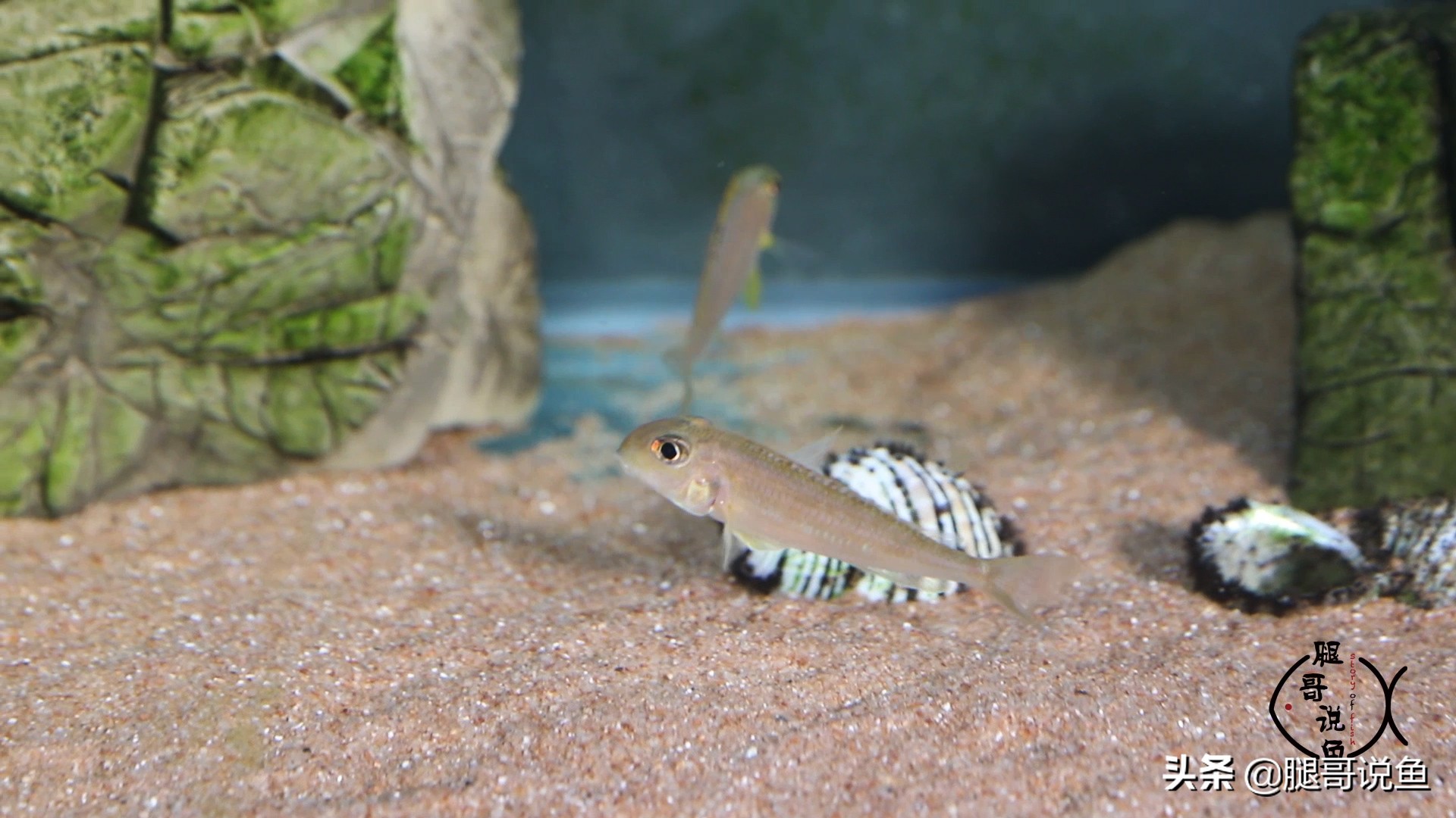 三湖慈鲷蝴蝶鱼含卵,三湖慈鲷孔雀属幼鱼图