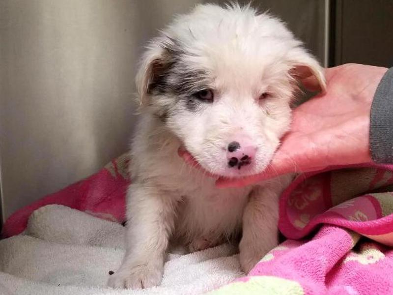 就要圣诞了！这只可怜狗却被装在满是石头的塑料袋，扔到小河里！