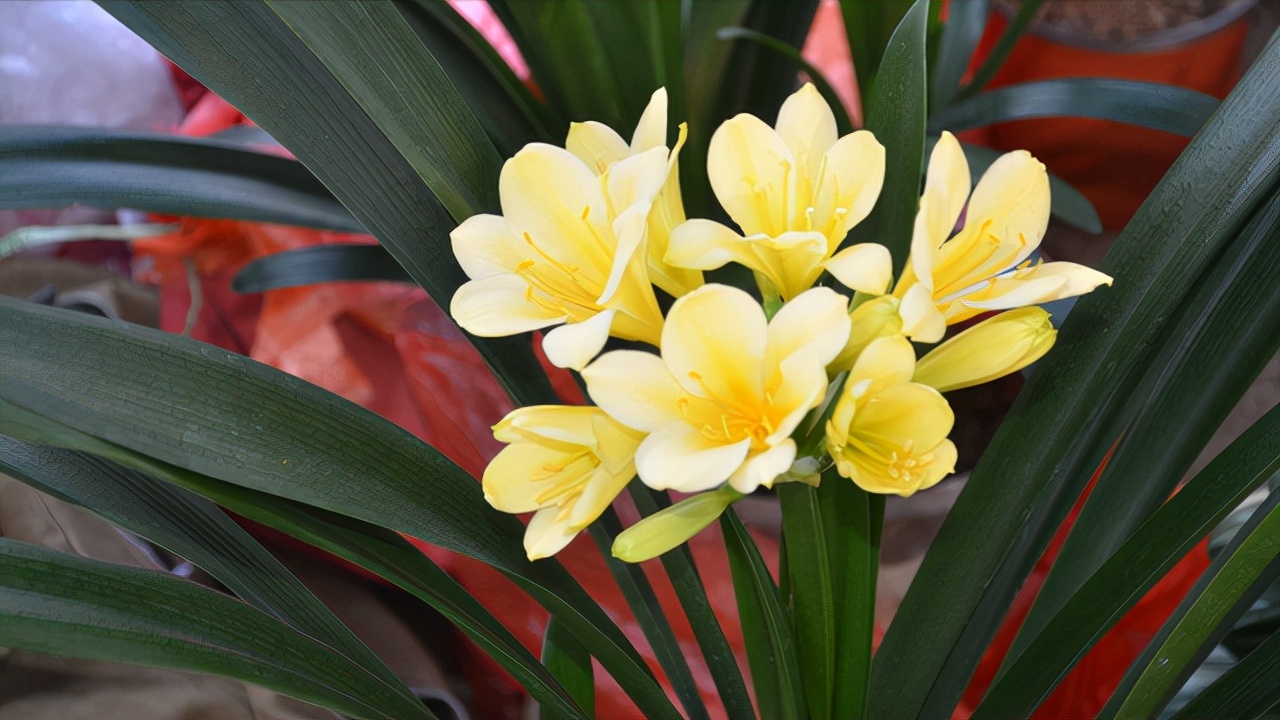 春季翻盆换土的花,哪些花适合在秋季换盆