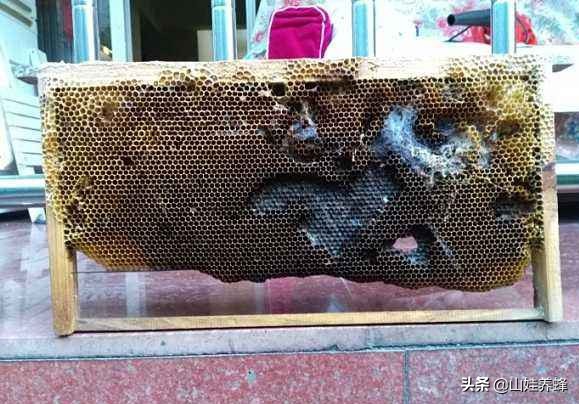 蜂群如何治巢虫,蜂群里有工蜂怎么防治