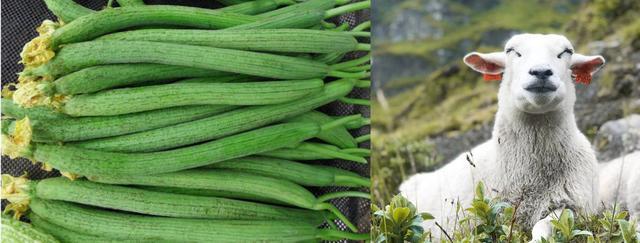 防治羊生病的特效药,防治羊咳嗽最有效的方法