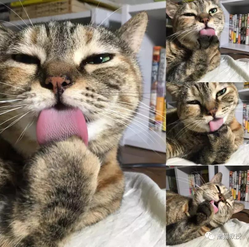 猫咪的怪癖铲屎官你们都知道吗,铲屎官养的猫咪有多厉害