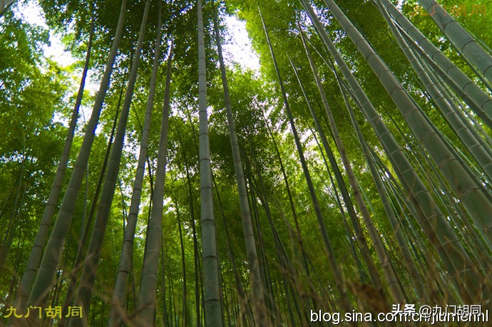 京都岚山风景区在哪,京都岚山樱花