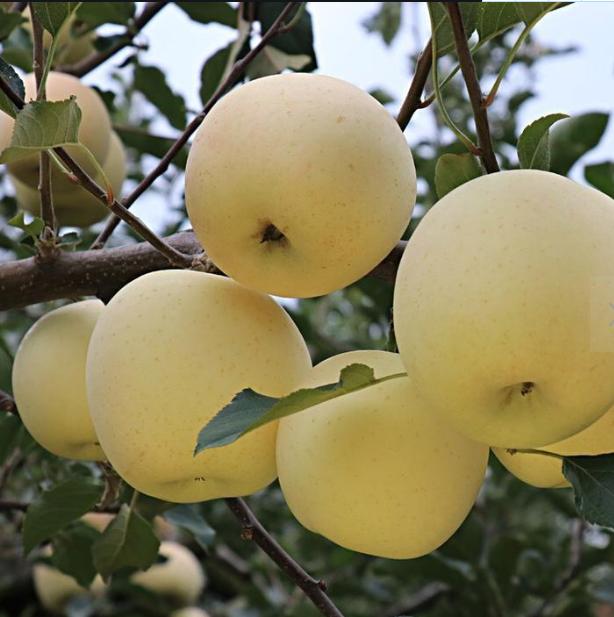 夏季山东地区可以吃的应季水果,山东应季水果推荐