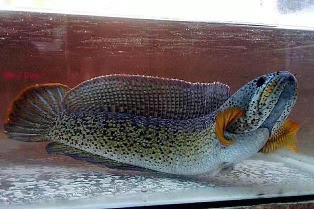 观赏鱼价格一般多少钱一条,价格较贵的观赏鱼都有哪些