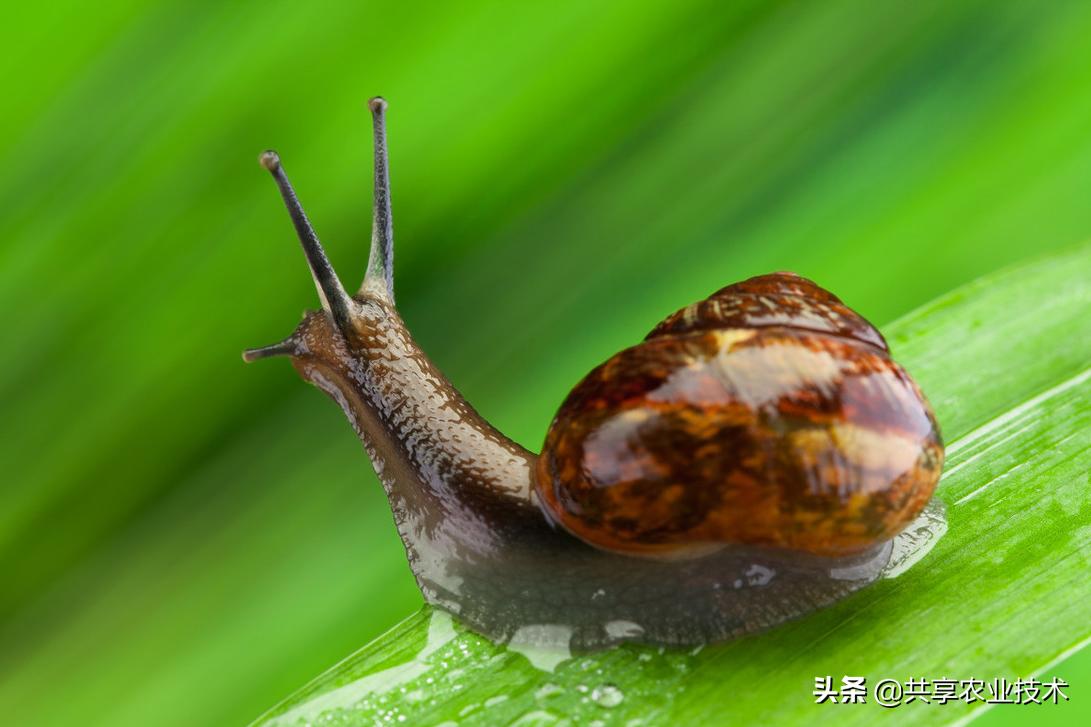河北行唐：大姜地蜗牛治不治